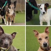 These 5 dogs with Dogs Trust Evesham are looking for new homes