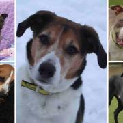 Here are some of the dogs at Dogs Trust Evesham that are looking for new homes