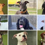 These 9 dogs with Dogs Trust Evesham are looking for new homes