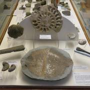 Fossils display at Museums Worcestershire.