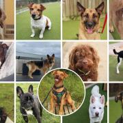 Here are 13 of the dogs with Dogs Trust Evesham looking for new homes
