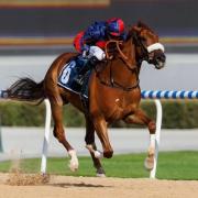 News: Deva Racing, a Worcester-based syndicate, has horse Royal Mews running in the Dubai World Cup this weekend for $1 million.