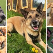 These 5 dogs at Dogs Trust Evesham are looking for new homes