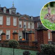 Hanbury Hall has reopened the Long Gallery Bookshop after burrowing rabbits damaged the stone steps.