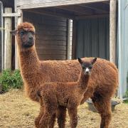 SURPRISE: Holly the alpaca gave birth to a surprise baby at The Cob House in Wichenford.