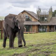 African elephant Sutton has moved to a new home at Noah’s Ark Zoo Farm, from West Midland Safari Park.