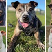 These 5 dogs with Dogs Trust Evesham are looking for new homes