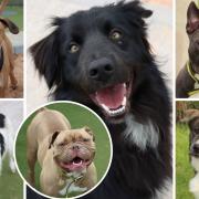 These 6 dogs are looking for new homes - can you help?