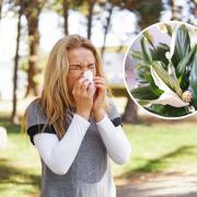 Did you know houseplants can help with dreaded hay fever symptoms?