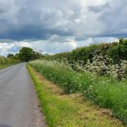 One or two metres of grass will now be cut back from carriageways, to leave uncut areas for wildlife