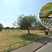 SNAKE: Reports have emerged of snakes biting dogs on a popular playing field in Worcester.