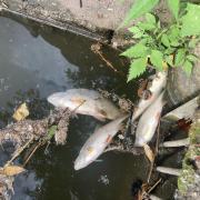 Dead fish on the Worcester to Birmingham canal in Spring Lane near Worcester