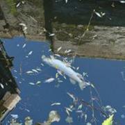 CONCERN: Dead fish in Wyld's Lane