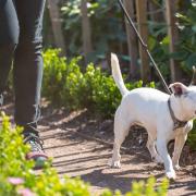 The National Trust has rated the dog-friendly nature of its own properties