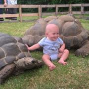 Aldabra Giant Tortoises will be back to the Hanbury Countryside Show.