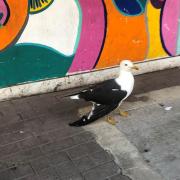 Police will investigate a fatal attack on a seagull in Worcester