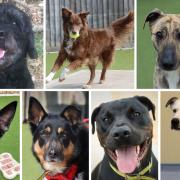 These 7 dogs with Dogs Trust Evesham are looking for new homes - can you help?