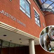 DOG: A man has admitted being in charge of dangerous bully dogs
