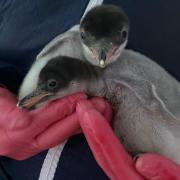 A penguin named Rosie by ITV's Lorraine Kelly has given birth to two chicks