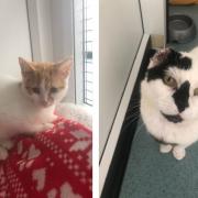 Archie and Patch are among the cats being cared for at the Holdings