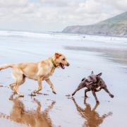 Dogs Trust Evesham and the RNLI have shared tips to help your dog enjoy the coast safely