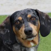 Teddy the Dachshund is currently at Dogs Trust Evesham waiting for a new home