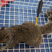 A squirrel shot with a crossbow in Worcestershire