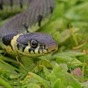 SNAKE: Reports a of snake biting a dog have been emerging from a major Worcester suburb,