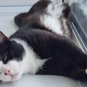 Alan is looking for a home at  RSPCA Worcester and Mid-Worcestershire Branch
