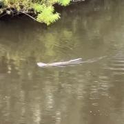 FILMED: An otter was spotted in the River Severn at Diglis
