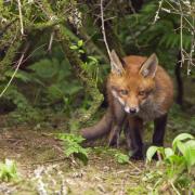 SCREAMS: The woman who heard the animal being abused in an overgrown area near a children's play park in Turners Close, Worcester, has vehemently denied she heard the ordinary cry of a fox