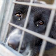 RISING: Cruelty against dogs is rising in Worcestershire and Herefordshire according to the RSPCA