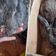 NEGLECT: A bunny has died after suffering severe injuries.