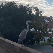ELEGANT: The heron looks down on the canal from its perch on the Bilford Road bridge over the Worcester and Birmingham Canal