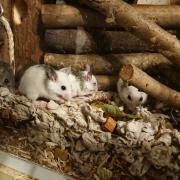 The mice were found dumped in a cardboard box.