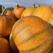HALLOWEEN: Pumpkin patches in Worcestershire where you can pick out a pumpkin to carve.