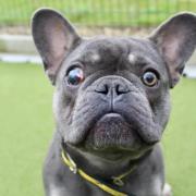 Mungo the French Bulldog at dogs Trust Evesham is looking for a forever home
