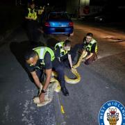 Officers catching the python