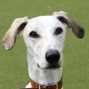 DOGS: Lurchers are in need of adoption at Evesham Dogs Trust.