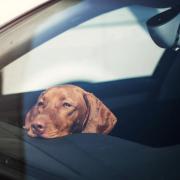 HEATWAVE: Evesham Dogs Trust have reminded people of the dangers of leaving dogs in hot cars.