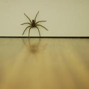 LOVE: House spiders are on the hunt for love in your home.