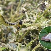 MOTH: Box Tree moth and caterpillar