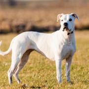 An example of a dog breed banned in the UK is the Dogo Argentino