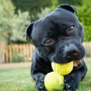Will Staffordshire Bull Terriers be banned?