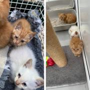 ADORABLE: Three kittens have been rescued by a local charity.