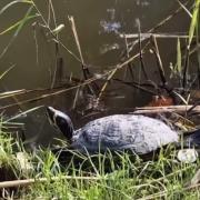 ANIMAL ANTICS: A terrapin has been spotted along the Droitwich canal.