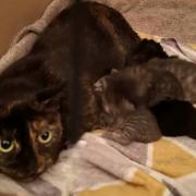 SAD: Agnes the cat was dumped Storm Agnes with her five kittens
