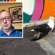 UPDATE: Police have not been able to identify anybody invovled  in a gull attack which happened earlier this year.