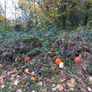 DUMPED: Pumpkins left in woodland at Waseley Hills Country Park