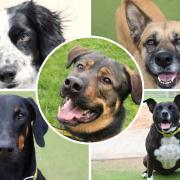Here are five of the dogs at Dogs Trust Evesham who need loving forever homes